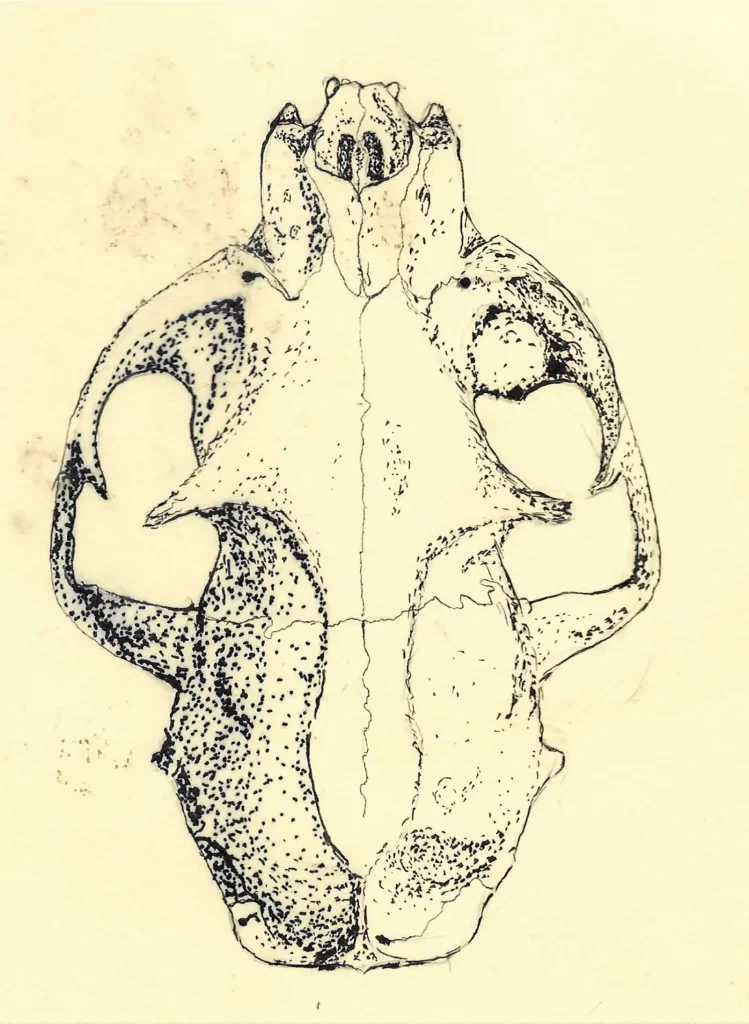 Scientific Illustration at LACMNH Program (bobcat skull, plan view), Spring 1963