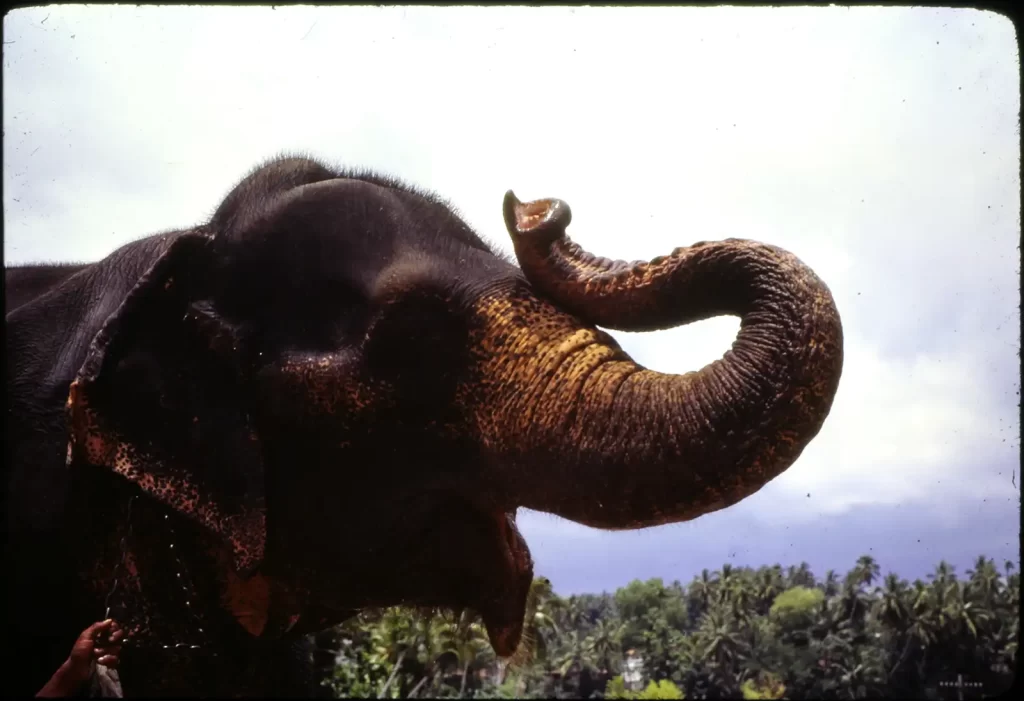 Showtime for this charmer, Sri Lanka, April 77