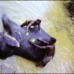 Folks in Sri Lanka take loving care of their elephants, Sri Lanka, April 77